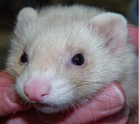 white ferret soft toy